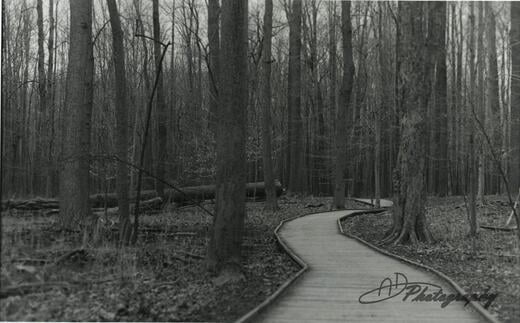 Boardwalk at Veterans Park