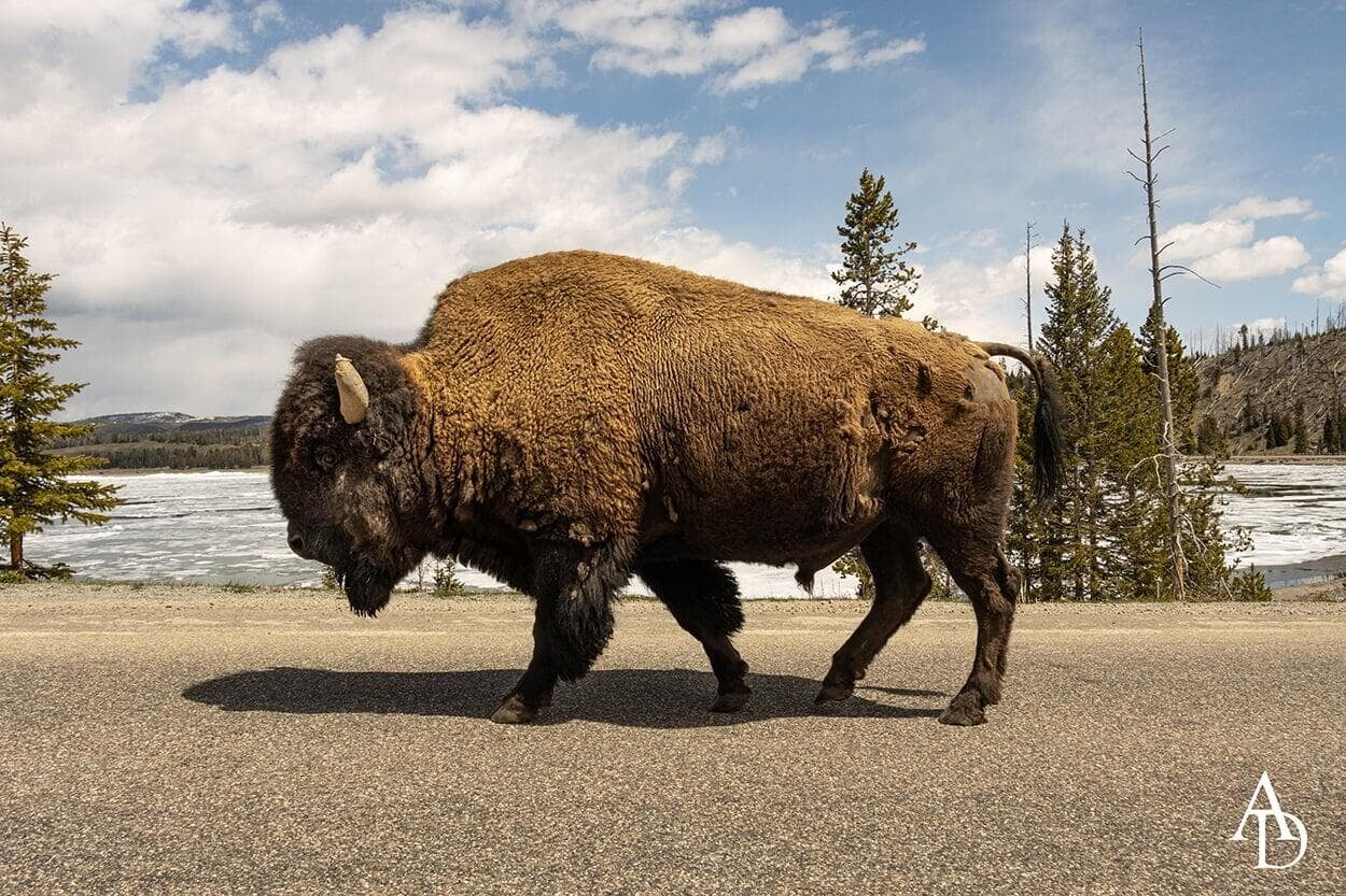 Bison in Yellowstone NP
